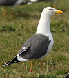 adult LBBG Dutch intergrade in September, ringed in the Netherlands. (85708 bytes)